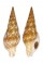 COLUMBELLIDAE COTONOPSIS PHUKETENSIS shell