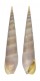 TEREBRIDAE IMPAGES ESCONDIDA shell