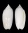 OLIVIDAE OLIVA RETICULARIS OLORINELLA shell