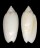 OLIVIDAE OLIVA RETICULARIS OLORINELLA shell
