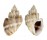 CANCELLARIIDAE SCALPTIA CROSSEI shell