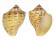 MURICIDAE PINAXIA VERSICOLOR shell