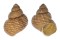 FRESHWATER VIVIPARUS MAINITENSIS shell
