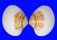 VENERIDAE PITAR INFLATUS shell