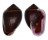 ELLOBIIDAE CASSIDULA NUCLEUS shell