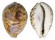 CYPRAEIDAE CYPRAEA TIGRIS shell