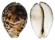 CYPRAEIDAE CYPRAEA TIGRIS shell