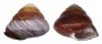 LANDSNAIL HELICOSTYLA GRANDIS DEPRESSA shell
