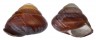 LANDSNAIL HELICOSTYLA GRANDIS DEPRESSA shell