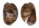 BULLIDAE BULLA VERNICOSA shell