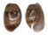 BULLIDAE BULLA VERNICOSA shell