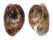 BULLIDAE BULLA VERNICOSA shell