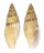 MITRIDAE NEBULARIA PUNCTOSTRIATA shell