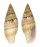 MITRIDAE NEBULARIA PUNCTOSTRIATA shell
