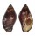 MURICIDAE NASSA SERTA shell