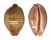 CYPRAEIDAE LEPOCYPRAEA MAPPA PANERYTHRA shell