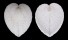 CARDIIDAE CORCULUM CARDISSA LORENZI shell