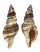 RANELLIDAE CYMATIUM PILEARE shell