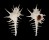 MURICIDAE MUREX TERNISPINA shell
