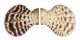 PECTINIDAE SEMIPALLIUM FLAVICANS shell