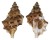 BURSIDAE BURSA QUIRIHORAI shell