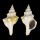 FASCIOLARIIDAE FASCIOLARIA TRAPEZIUM shell