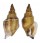 STROMBIDAE STROMBUS URCEUS shell
