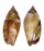 STROMBIDAE STROMBUS FRAGILIS shell