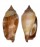 STROMBIDAE STROMBUS FRAGILIS shell