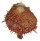 SPONDYLIDAE SPONDYLUS SWINNENI shell