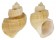 CANCELLARIIDAE SCALPTIA CONTABULATA shell