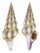 FASCIOLARIIDAE BENIMAKIA LANCEOLATA shell