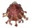 SPONDYLIDAE SPONDYLUS FOLIACEUS shell