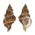 RANELLIDAE SASSIA SEMITORTA shell