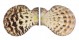 PECTINIDAE SEMIPALLIUM FLAVICANS shell