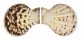 PECTINIDAE SEMIPALLIUM FLAVICANS shell
