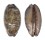 CYPRAEIDAE MAURITIA EGLANTINA shell