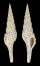 TURRIDAE TURRIS DOLLYAE shell