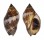 MURICIDAE NASSA SERTA shell