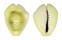 CYPRAEIDAE MONETARIA MONETA shell