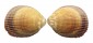 CARDIIDAE TRACHYCARDIUM ELONGATUM ELONGATUM shell