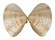 VENERIDAE GOMPHINA AEQUILATERA shell