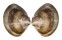 VENERIDAE MERETRIX LUSORIA shell