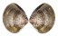 VENERIDAE MERETRIX LUSORIA shell