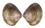 VENERIDAE MERETRIX LUSORIA shell