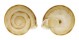 LANDSNAIL OBBA PARMULA shell