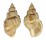 CANCELLARIIDAE CANCELLARIA SPENGLERIANA shell