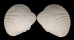 FOSSIL DINOCARDIUM ROBUSTUM shell
