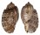 HARPIDAE HARPA AMOURETTA shell