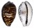 CYPRAEIDAE CYPRAEA TIGRIS shell